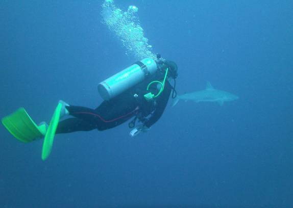 Encontro com tubarões durante mergulho em Providencia, ilha colombiana no Caribe